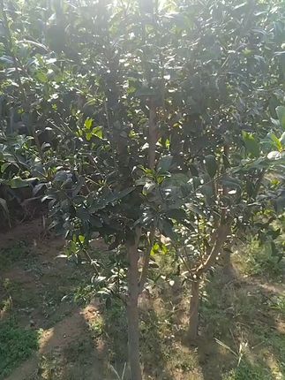 #各省丰收战队申请出战