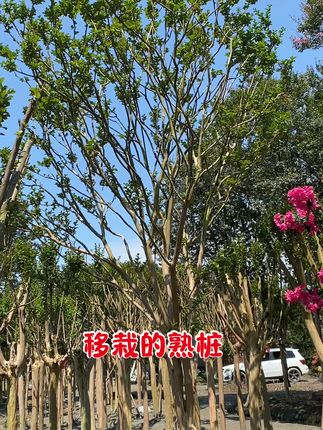 家里种棵紫薇树,花开满枝超美! #紫薇树 #庭院植物 #别墅庭院植物 #苗木种植 #景观园林