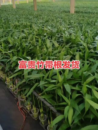 轻松打造绿色办公室,大叶富贵竹来啦! 家里没装饰太单调?试试这种好看又好养的绿植!#室内绿植#水培植物#绿植盆栽#家庭种植#年轻人流行用奶茶杯种绿植