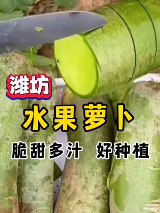脆甜青萝卜 自家阳台也能种出高产美味! 今天下午去地里收了两车萝卜回来啦!明天早上拉到市场上去卖。#如果在十八我没能送你花#就用这个转场去溜达吧#中式插花每一帧都是东方美学#包出片的云贵bistro#收到绿玫瑰花束的人真的很幸福
