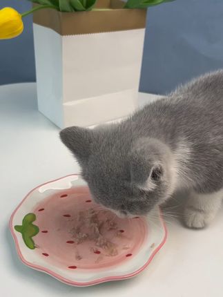 三种口味吃不腻 营养丰富又补水! #猫饭 #新手养猫 #萌宠好物 #捕味怪兽