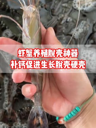 虾蟹养殖脱壳神器,补钙促进生长脱壳硬壳!#三农 #水产养殖 #鱼虾蟹养殖 #水产养殖技术 #虾蟹养殖