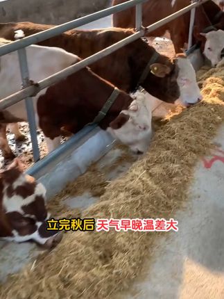 养鸡必备!板青芪颗粒让鸡群更健康强壮