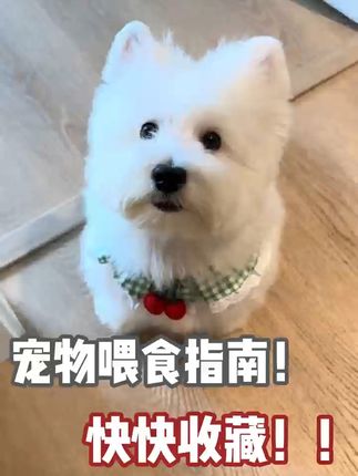 宝贝狗狗健康成长,从这罐营养犬粮开始! 狗狗一岁前一定要吃营养全面的好粮!这款专为小毛孩子研制的粮真的太好吃了!#萌宠好物#狗粮推荐#狗狗#狗粮#新手养狗