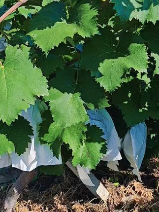 夏日解渴神器!新鲜夏黑葡萄酸甜多汁直送家中 今天下午去果园里摘了新鲜水果回来啦!有需要的朋友下单吧~#夏天来点“凉快”美食#听说抱着冬瓜能解暑#这个暑假一起去趟西安吧#新疆老汉瓜有多好吃#西瓜酱豆是夏日限定快乐