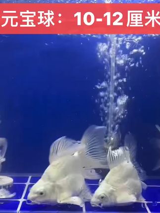 家里水族箱缺主角?这只短身球体蝴蝶鲤太抢镜了! 冬天来了!快来看看这小家伙们吧~ 好看又好玩,喜欢就去拍哦~#观赏鱼#蝴蝶鲤#水族#新手养鱼#家里普通一平方美学就不普通
