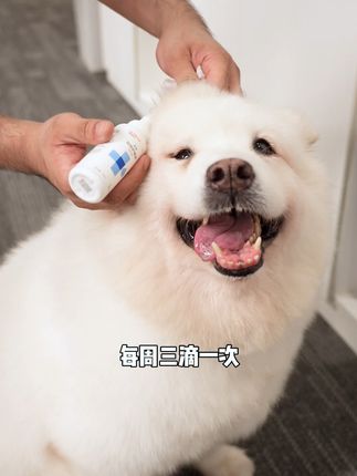 猫咪耳朵痒?这款洗耳液用过都说好,还能免费退哦! 猫耳朵有异味、发红?这款清洁好物帮你搞定!还有运费险哦~#耳螨 #耳螨处理 #耳螨滴耳液 #耳螨用药和清洁流程 #耳螨怎么办