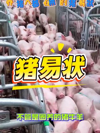 母猪催肥神器!饲料转化率飙升,快速出栏不再难 母猪产后不食、少食问题多发!如何解决?试试这款产品!#三农#养殖#畜牧业#养猪人#养殖场专用