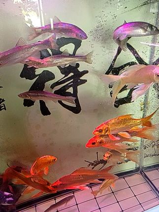 养鱼不浑水的秘密!小颗粒饲料包邮到家 今天又是一个忙碌的一天!晚上回家后看到我的宝贝们开心极了!#遇上真牛仔小猫了#救生衣小狗前来报到#当事猫婉拒了它的同款抱枕