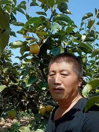 脆甜多汁的梨,一口咬下满嘴香! 今天早上去果园里收果子了!新鲜采摘的新鲜水果,喜欢吃的快来看看吧!#当北方人第一次吃南方水果 #又到吃刺梨的季节了 #一代人有一代人的猕猴桃吃法 #厨房新手能拿捏的番茄虾仁烩饭 #西梅花束的花语是喜欢你没道理