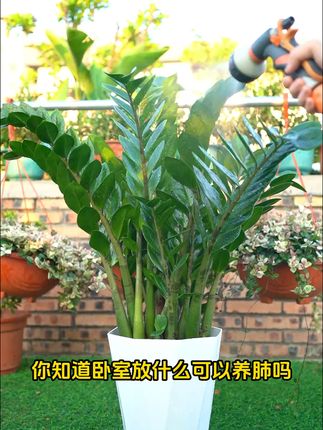 室内绿意爆棚!发财树包邮到家,客厅瞬间提升档次! #金钱树 室内金钱树养肺又养物招财进宝净化空气懒人小白专属绿植#室内绿植 #绿植花卉 
