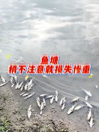 威立妙红点消,纯植物提取 鱼身有红点,这是锚头鳋,也是寄生,试试这个不伤鱼不伤水的红点消#养殖 #水产养殖 #四大家鱼养殖 #鱼虾蟹养殖 #水产养殖技术