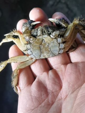 蟹农年年都在被僵苗软壳困扰,常遇老头蟹脱壳不遂,损耗不断,养殖成本直线上升,直到富硒酵母铁在蟹农圈掀起热议。#螃蟹养殖 #虾蟹养殖 #水产养殖 #酵母铁 #五两大闸蟹