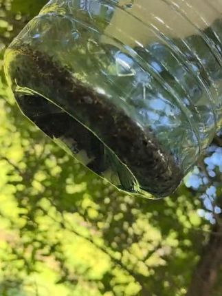 果园无虫害!果树引诱剂包邮到家,告别果实蝇烦恼 三分钟消杀果实蝇#果实蝇 #果实蝇诱捕剂#果实蝇防治 