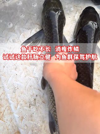 鱼干吃不长 消瘦炸鳞 试试这款肝肠立健 为鱼群保驾护航!#三农 #水产养殖 #水产养殖技术 #水产养殖 #四大家鱼养殖