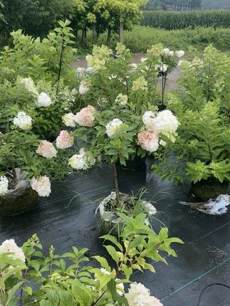 #荷花不知道她就是夏天
