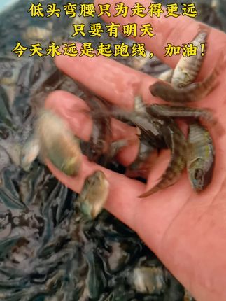 鲜活罗非鱼到家,养鱼新手也能轻松养活! 海南一号罗非3一5公分可高密度养殖,抗病能力强,质优价惠,欢迎大家来到直播间下单#抖音助农 #新农人计划2022返乡创业#农村养殖 