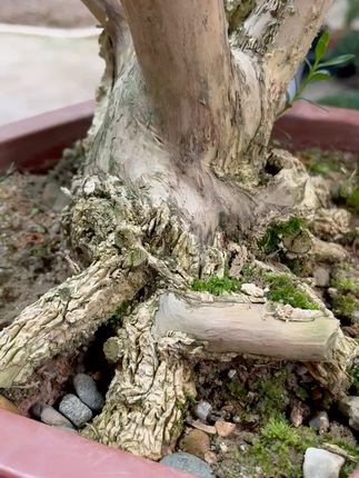 黄杨盆景装点家居,小巧精致提升格调! 黄杨舍利老桩