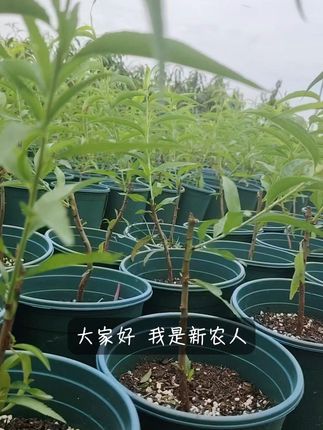 台农7号水蜜桃和台湾蜜李成长计! #台农水蜜桃苗 #台湾蜜李 #南方果苗 #新农人 