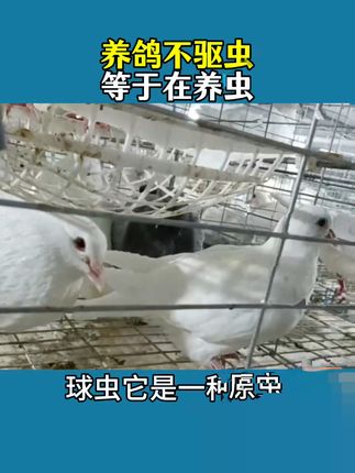 养鸟必备!轻松解决鸽子常见寄生虫问题 养鸟总担心有寄生虫?这款驱虫能搞定!#科学养宠攻略 #鸽子 #养鸽人 #养鸽子 #信鸽