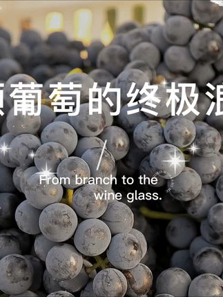 从枝头到酒杯:一颗葡萄的终极浪漫 北纬36°火山灰土壤,阳光吻熟的葡萄☀️