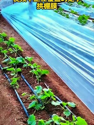 专用膜保温塑料膜透明流滴膜加厚种植膜菜棚大棚防冻拱棚支架膜