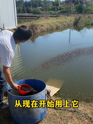 从现在开始用上它,年底出鱼条条七八斤#威立妙 #水产养殖 #鱼塘