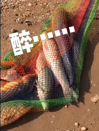 醉青草又爆护