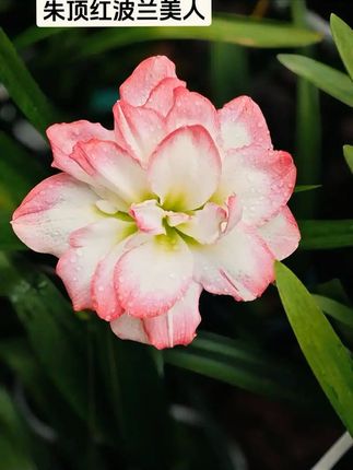 家里角落也能花开不断!波兰美人种球轻松养活 江山与美人#朱顶红之波兰美人#爱生活爱养花 