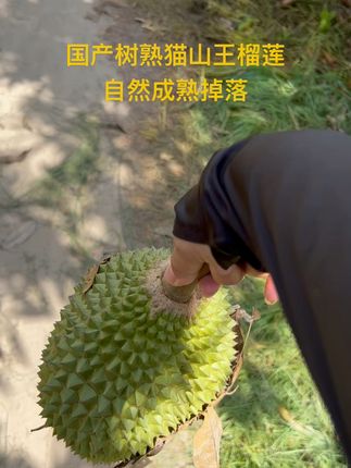 自然成熟掉落的猫山王榴莲果果 软糯香甜香气扑鼻#树熟榴莲 