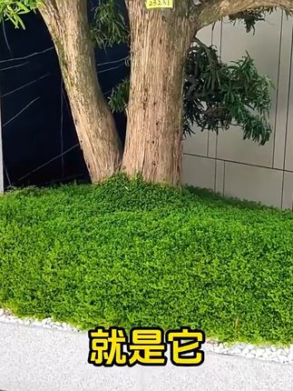 家里阴暗角落也能四季常绿! 今天下午五点半之前下单还有运费险!喜欢就赶紧下手吧~#最超前的入秋搭子出现了#邪修做饭交作业了#总有一种味道能让你想起故乡#当我把杯花变成可爱的emoji#中式插花一眼万年