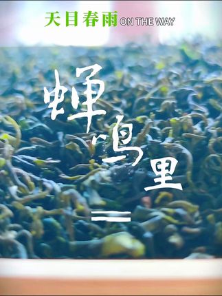#溧阳天目春雨#溧阳华龙茶叶#天目湖白茶#天目湖黄金茶#天目湖奶白茶#绿茶茶叶销售 #绿茶茶叶直播