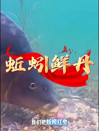 #户外钓鱼 #钓鱼 #钓鱼饵料 #鱼饵推荐 #鲜丹蚯蚓颗粒 别再用蚯蚓红虫了 ,想要钓鱼不麻烦就试试这个饵料