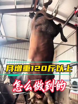 养牛养羊必备!饲料添加剂让牲畜快速催肥,免费退货无忧购 #肉牛养殖 #誉科膘王 #膘王活菌肽饲料添加剂 #誉科膘王活菌肽 #养牛人加油 