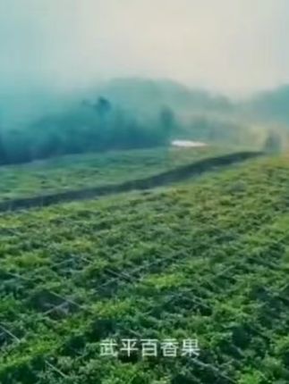 一次邂逅,是缘分的开始; 两次回眸,是品质的认可 #百香果#优质农产品#三农#黄金百香果#抖音助农