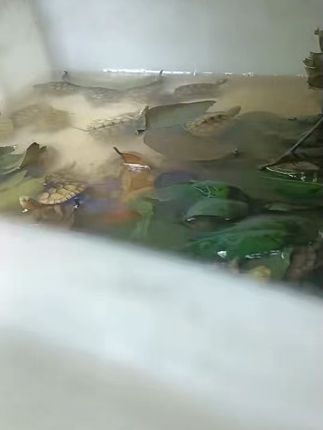 养龟必备!高蛋白营养龟粮包邮到家太方便了 今天下午三点到五点半有活动!下单即送小礼品!还有运费险哦~#谁还没有一只小狗手提挂件#宠物交流按键真是养宠人的福音#偶遇会滑滑板的小狗