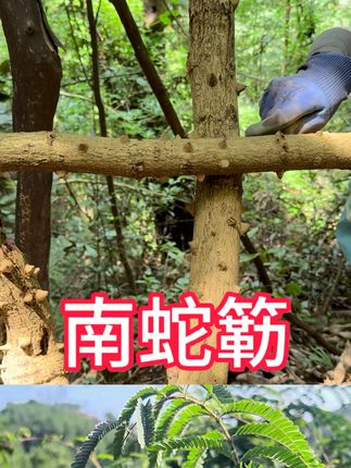 不怕蛇拦腰,就怕无南蛇簕 不怕蛇拦腰,就怕无南蛇簕#大自然的馈赠 #我的乡村生活 #识百草#分享#正能量