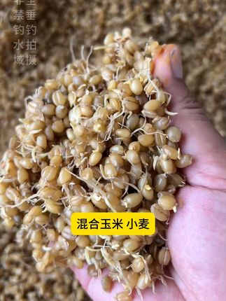 窝子打得好,大鱼跑不了,试试这个销量50w的菜籽饼 #夏天钓鱼的季节 #打窝 #打窝技巧 #饵料 #爆护饵料