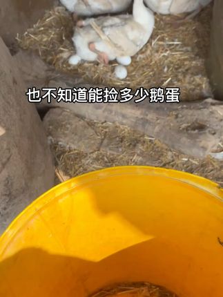 农家新鲜鹅蛋,现捡现发,口感鲜美! 也不知道能捡多少鹅蛋!#自家养殖 #鹅蛋 #现捡现发 #鹅蛋的营养价值 #日常vlog 