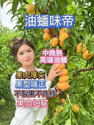 夏天吃桃不过瘾?这款晚熟油蟠桃让你吃到手软! 中晚期油蟠味帝,八月上中旬成熟,货架期长15到20天,高糖不裂果不炸核,自花授粉,果肉厚实,细腻脆甜,大果可达8两,适合大面积种植,需要的购物车直接下单#三农 #助农 #抖音助农 #苗木种植基地 