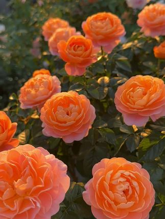 家庭园艺骨粉肥 家里的花花草草都能用的肥,#三农 #骨粉肥料 #花卉绿植 #果树种植 #养花
