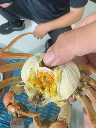 鲜活大闸蟹到家超方便!全母蟹顺丰包邮太惊喜 #大闸蟹全母蟹#大闸蟹怎么吃 #