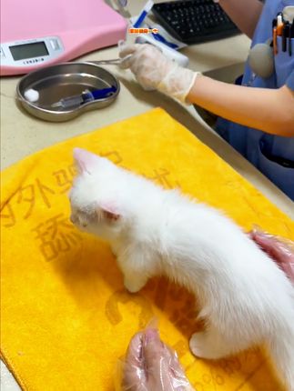 猫咪狗狗经常抓耳挠腮、泪痕明显、铲屎官一定要注意了,千万不要等到出事了才后悔#猫咪日常 #耳螨处理 #耳螨