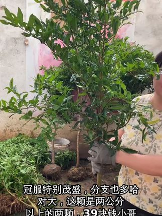 秋天种下蒙阳红甜石榴树苗包邮到家,轻松拥有果园滋味! 今天上午12点半开始发货了!下单后会安排快递打包发走哦~#三农 #优质种苗 #家庭种植 #种植小技巧 #果树种植