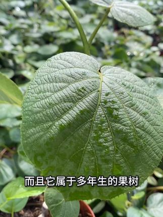 种下这棵苗,全家都能吃到爆甜猕猴桃! 想种好吃又好看的水果?这种果树苗一定不要错过!#如果在十八我没能送你花#收到绿玫瑰花束的人真的很幸福#如果送花有段位#就用这个转场去溜达吧#贵州究竟有多少好吃的城市