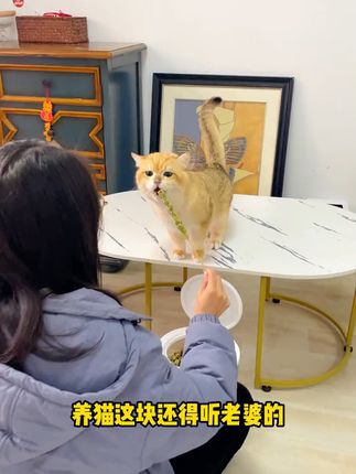 #萌宠好物 #猫咪零食 #猫咪冻干零食推荐 #猫咪零食冻干 #萌宠有自己的阿贝贝