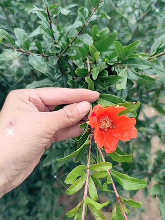 在家就能种出甜石榴,包邮到家太方便! 今天下午发货了!大家放心下单吧!现在拍下都是包运费到家哦~#优质种苗#农业种植#果苗供应#果树种植#各省丰收战队申请出战