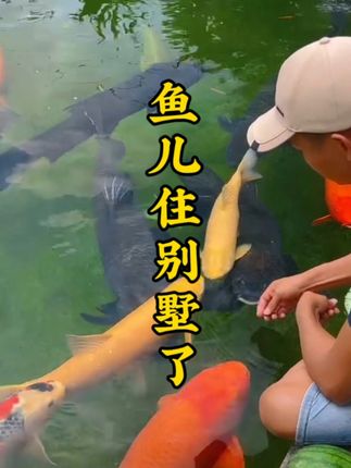 鱼儿住别墅了 鱼儿住别墅了#锦鲤 #锦鲤鱼池 #庭院鱼池 #观赏鱼 #养鱼养心 