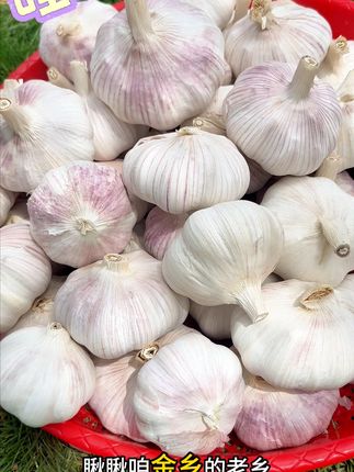 不吃亏!正宗金乡紫皮大蒜,包邮到家新鲜香辣! #优质农产品 #大蒜 #源头好生鲜 #总有一种味道能让你想起故乡 #金乡大蒜