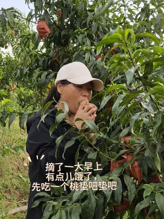 夏日解渴就吃这脆甜桃子!自家果园现摘现发 忙碌一天就这样开始了,感谢大家的信任与支持,欢迎大家来咱家果园吃桃子哦。#蒙阴蜜桃 #我的乡村生活 #我的乡村生活